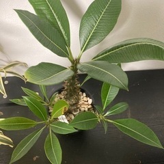 【3枚目　写真追加　5/24】パキポディウムバロニー　希少　塊根植物　観葉植物　ビザールプランツ　生活雑貨 家庭用品 ガーデニングの画像