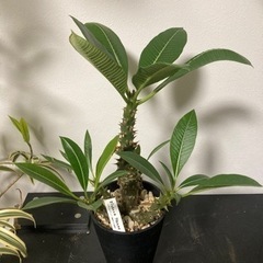 【3枚目　写真追加　5/24】パキポディウムバロニー　希少　塊根...