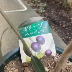 オリーブの苗木の画像