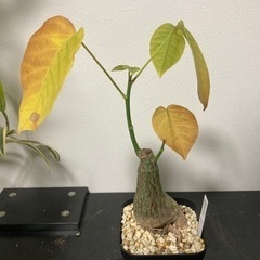 ボンバックス 塊根植物 観葉植物 プセウドボンバックス エリプティクム