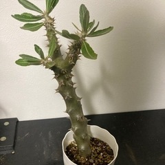 【20%オフ　6/15】【4枚目写真追加5/24】パキポディウム　デンシフローラム？　塊根植物　多肉植物　観葉植物　今年　開花　ビザールプランツ　グリーンの画像