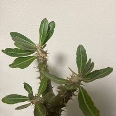 【20%オフ　6/15】【4枚目写真追加5/24】パキポディウム　デンシフローラム？　塊根植物　多肉植物　観葉植物　今年　開花　ビザールプランツ　グリーンの画像