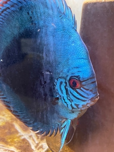 ディスカス　アズリー　稚魚5匹