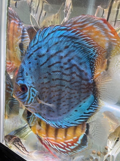 ディスカス　アズリー　稚魚5匹