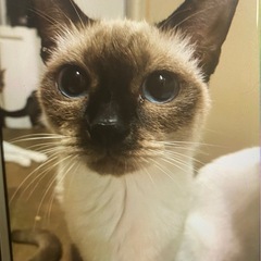 綺麗なブルーの瞳　シャム猫　里親　急募