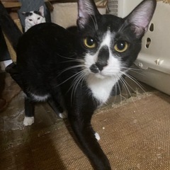白ソックスのハチワレくん♪ 去勢済み