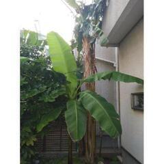 バナナの木の種　芭蕉　Musa basjoo 冬に強いバショウ ...