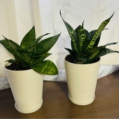 観葉植物　サンスベリア ハニー グリーン（鉢、皿付き）