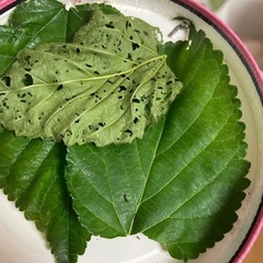 蚕(カイコ)シルクワーム活き餌　子供ペット　