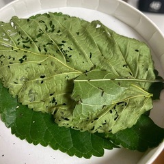 蚕(カイコ)シルクワーム活き餌　子供ペット　の画像