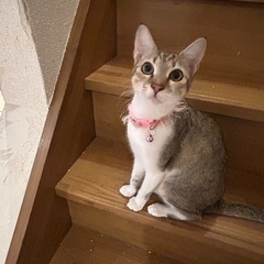 「里親様決定」スレンダー美人のホワちゃんメス
