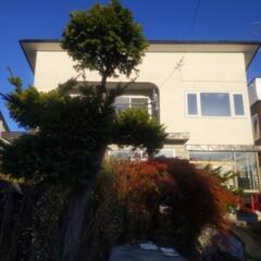 【無料！】樹木、岩の画像