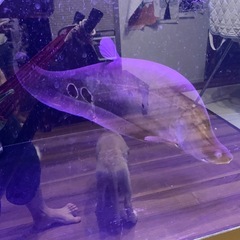 スポッテッドナイフフィッシュ 50cm±の画像