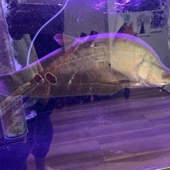 スポッテッドナイフフィッシュ 50cm±の画像