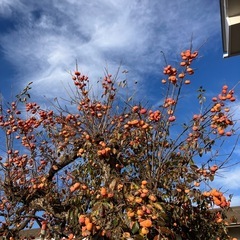 干し柿用かきの画像