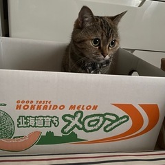 マンチカン（足長）♀ 里親募集しています
