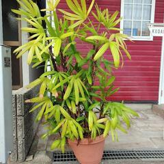 観葉植物 観音竹 高さ130cm 程度 10号鉢