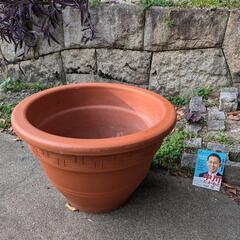 鉢植えお譲りしますの画像