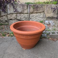 鉢植えお譲りしますの画像
