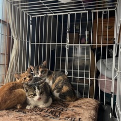 3匹一緒のお家に決まりました！