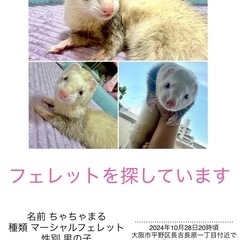 フェレット 迷子
