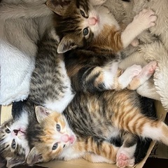 ⚠️募集停止中⚠️3兄妹の生後1ヶ月子猫ちゃんの里親募集