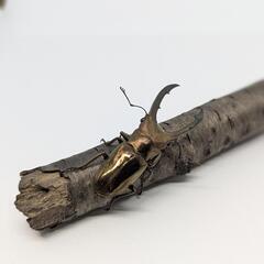 【ペア】メタリフェルホソアカクワガタ　　個体識別番号01