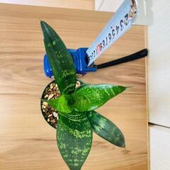 【観葉植物】サンスベリア・ハニー（2.5号鉢つき）の画像