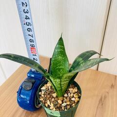 【観葉植物】サンスベリア・ハニー（2.5号鉢つき）の画像