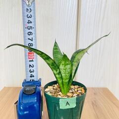 【観葉植物】サンスベリア・ハニー（2.5号鉢つき）の画像