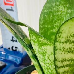 【観葉植物】サンスベリア・ハニー（2.5号鉢つき）の画像