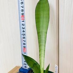 【観葉植物】サンスベリア・ムーンシャイン（3号スリット鉢付き）