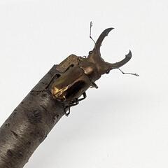 【ペア】メタリフェルホソアカクワガタ　個体識別番号02