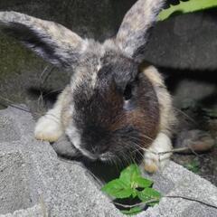 斑模様のうささん − 熊本県