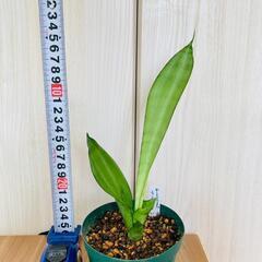 【観葉植物】サンスベリア・ムーンシャイン（3.5号スリット鉢付き）