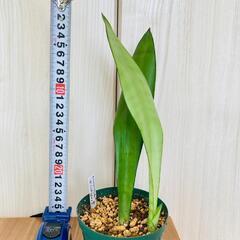 【観葉植物】サンスベリア・ムーンシャイン（3.5号スリット鉢付き）