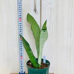 【観葉植物】サンスベリア・ムーンシャイン（4号深型スリット鉢付き）