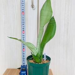 【観葉植物】サンスベリア・ムーンシャイン（4号深型スリット鉢付き）