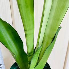 【観葉植物】サンスベリア・ムーンシャイン（4号深型スリット鉢付き）の画像