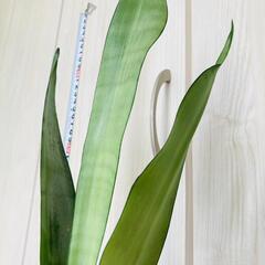【観葉植物】サンスベリア・ムーンシャイン（4号深型スリット鉢付き）の画像