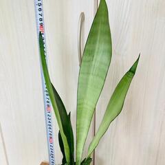 【観葉植物】サンスベリア・ムーンシャイン（4号深型スリット鉢付き）