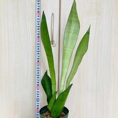 【観葉植物】サンスベリア・ムーンシャイン（4号深型スリット鉢付き）の画像