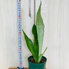 【観葉植物】サンスベリア・ムーンシャイン（4号深型スリット鉢付き）
