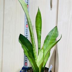 【観葉植物】サンスベリア・ムーンシャイン（3.5号スリット鉢付き）