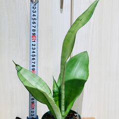 【観葉植物】サンスベリア・ムーンシャイン（3.5号スリット鉢付き）