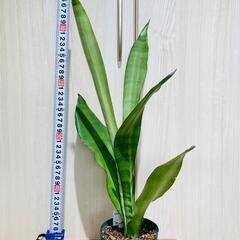 【観葉植物】サンスベリア・ムーンシャイン（3.5号スリット鉢付き）