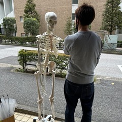 全身骨模型