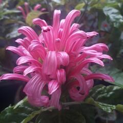 珊瑚花　サンゴバナ②の画像