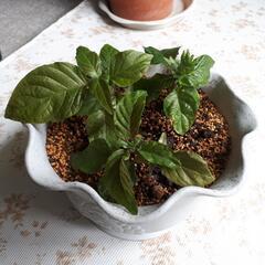 珊瑚花　サンゴバナ②の画像
