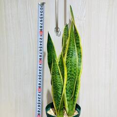 【観葉植物】サンスベリア・トリファスキアタ ローレンティ （4号...